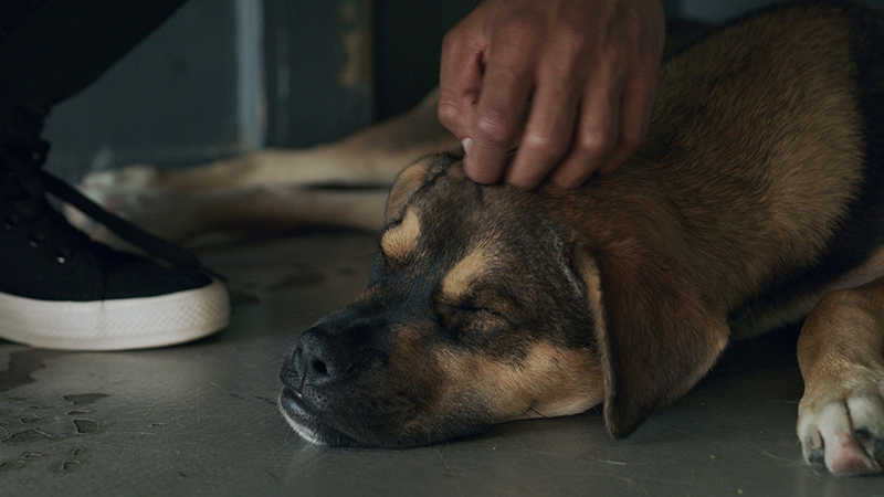 Cuando las mascotas se quedan en el corazón