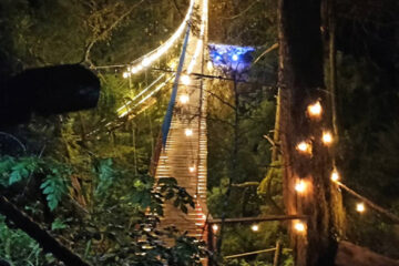 Mineral del Chico enciende la magia con sus puentes colgantes en el Bosque de Los Cedros