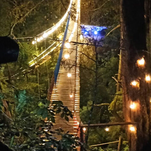 Mineral del Chico enciende la magia con sus puentes colgantes en el Bosque de Los Cedros