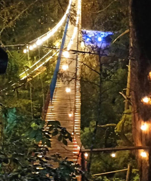 Mineral del Chico enciende la magia con sus puentes colgantes en el Bosque de Los Cedros