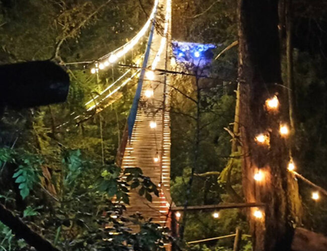 Mineral del Chico enciende la magia con sus puentes colgantes en el Bosque de Los Cedros