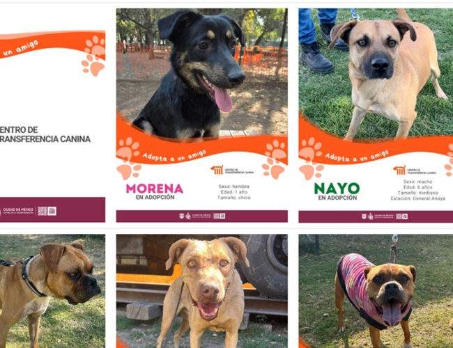 El Metro de la CDMX busca hogares para sus canes rescatados en el PetFest 2026