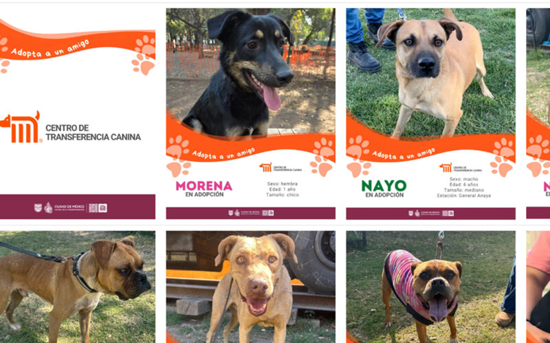 El Metro de la CDMX busca hogares para sus canes rescatados en el PetFest 2026