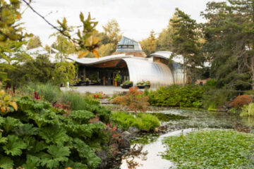 El tesoro de los cerezos que rivaliza con Japón a pocas horas de México