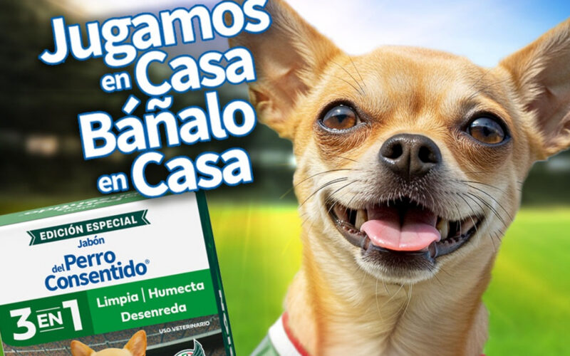 Cómo preparar a tu mascota para disfrutar del fútbol en casa sin estrés