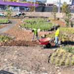 Jardín de Lluvia Coapan transforma la gestión del agua pluvial en el sur de la CDMX