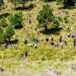Impulso a la reforestación en Morelos