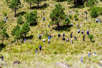 Impulso a la reforestación en Morelos