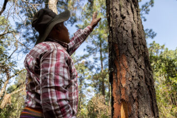 Líderes originarios impulsan la economía rural y la defensa ambiental en Teotihuacán