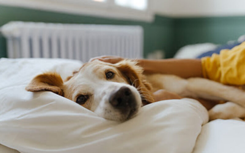 Mars tiene nuevo centro digital para impulsar la adopción de mascotas